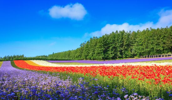 Bus tour near Sapporo
