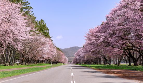 Top-selling activity near Sapporo