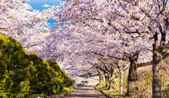 Sapporo Suburb Bus Tour